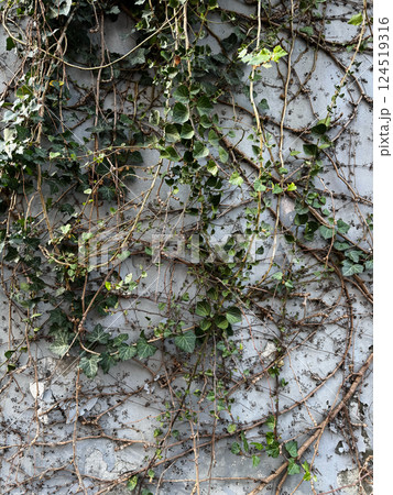 Ivy Vines Growing on a Weathered Concrete Wall Ivy Vines Growing on a Weathered Concrete Wall 124519316