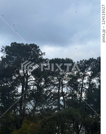 Tall Pine Trees with Birds Flying in Cloudy Sky 124519327