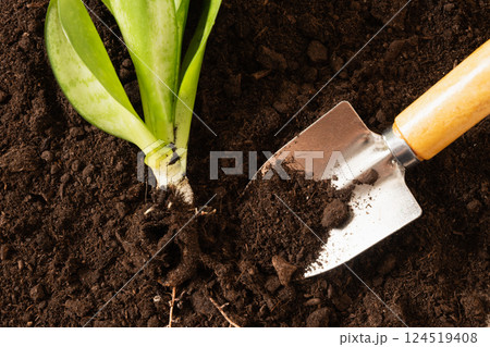Garden hand cultivator and planting flower on soil. Season gardening and work. Hand rakes. Hobby. Close up. 124519408