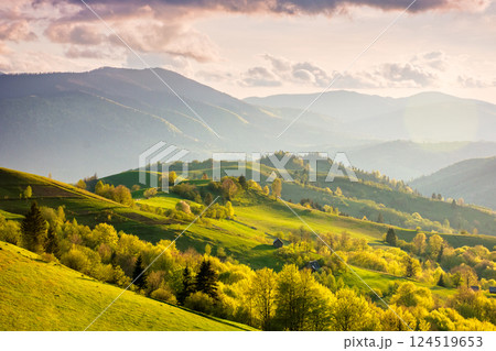 rural area with rolling hills at sunset. green environment. cloudy weather. carpathian mountain landscape of ukraine. forest and grassy meadow on the hillside. great outdoor adventure 124519653