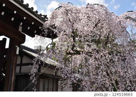 聖護院門跡 山門のしだれ桜(京都市左京区) 聖護院門跡 山門のしだれ桜(京都市左京区) 124519663