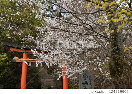 世界遺産 宇治上神社 サクラ(京都府宇治市) 世界遺産 宇治上神社 サクラ(京都府宇治市) 124519902