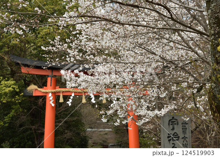 世界遺産　宇治上神社　サクラ(京都府宇治市) 124519903