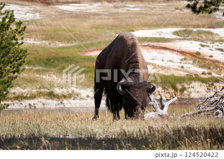 アメリカへの海外旅行中に立ち寄ったイエローストーンの中を悠然と歩くバイソンの様子を撮影 124520422