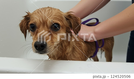 Wet small dog with expressive eyes in bathtub during gentle pet grooming 124520506