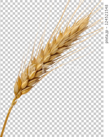 Golden wheat stalk representing agriculture and harvest isolated on the transparent background 124521548
