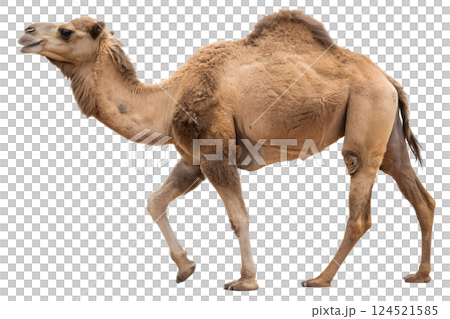 Single camel with a hump, desert animal isolated on the transparent background 124521585