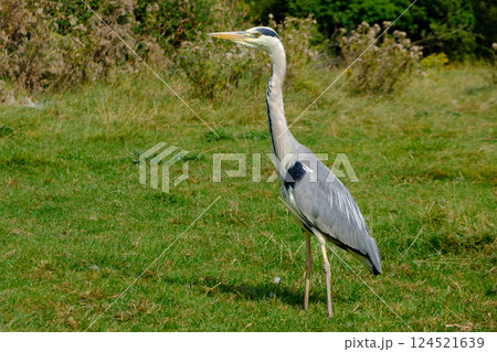 Grey heron- Ardea cinerea standing on grass. Grey heron- Ardea cinerea standing on grass. 124521639