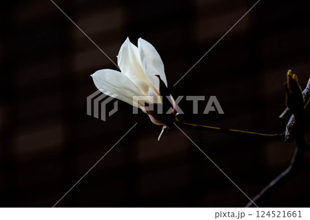 朝日に照らされたコブシの花 朝日に照らされたコブシの花 124521661