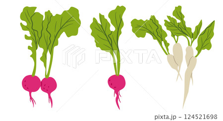 Radish Root Vegetable Set Flat Vector Illustration Radish Root Vegetable Set Flat Vector Illustration 124521698