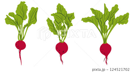 Beet Root Vegetable Set Flat Vector Illustration 124521702