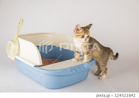 Elevate awareness of feline hygiene and care with an isolated cat situated in a plastic litter toilet box or sandbox on white background. This educational image highlights clean organized environment. 124521842