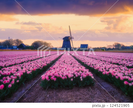 Field with tulips and windmill. Floral background. Field with tulip rows. Field with tulips and windmill. Floral background. Field with tulip rows. 124521905