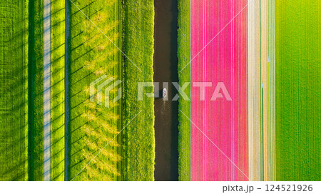Drone view on the tulip field, canal and boat. Landscape from the air. Rows on the field. Drone view on the tulip field, canal and boat. Landscape from the air. Rows on the field. 124521926