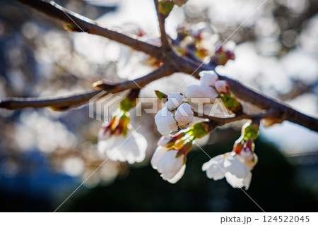桜の咲き始め 桜の咲き始め 124522045