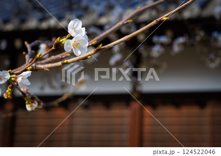 桜が咲き始めた福山城 桜が咲き始めた福山城 124522046