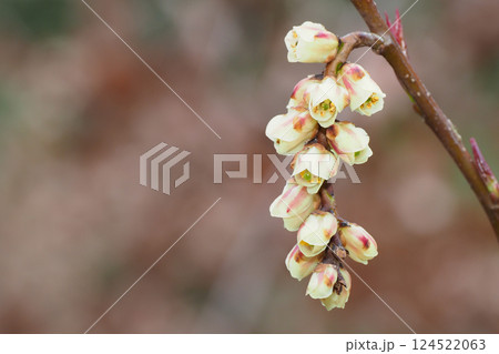 キブシの花 124522063