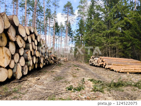 Tree logs stacked neatly along a dirt road in Forest on a sunny day. Logs forest pathway. stack of firewood 124522075