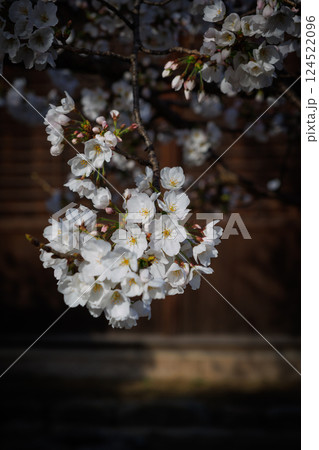 福山城内に咲く桜 福山城内に咲く桜 124522096