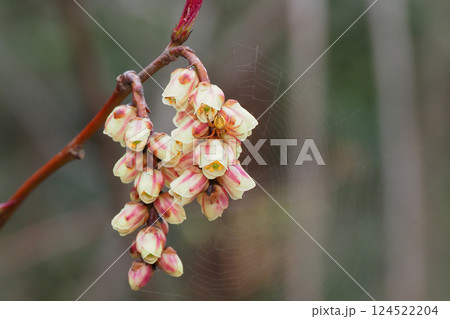 キブシの花とムツボシオニグモ 124522204