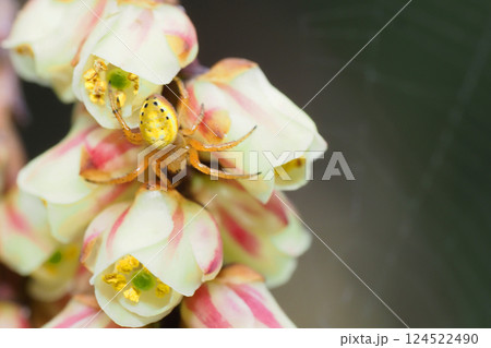 キブシの花とムツボシオニグモ 124522490