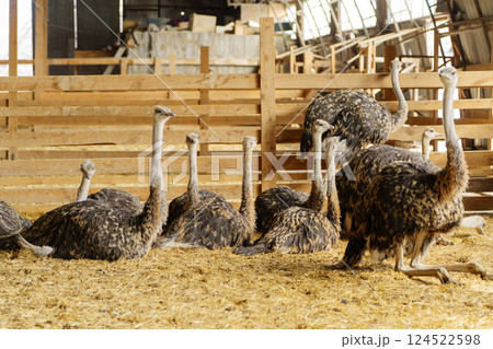 Ostrich walking inside a barn during daylight hours near a farmyard 124522598