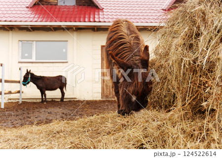 Horses and Donkeys Enjoying Fresh Hay at a Farm in Early Morning 124522614