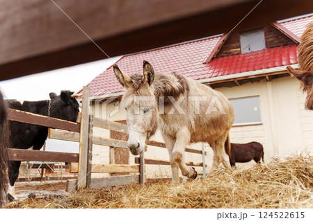 Donkey walking through straw in a barnyard at a rustic farm during cloudy weather Donkey walking through straw in a barnyard at a rustic farm during cloudy weather 124522615