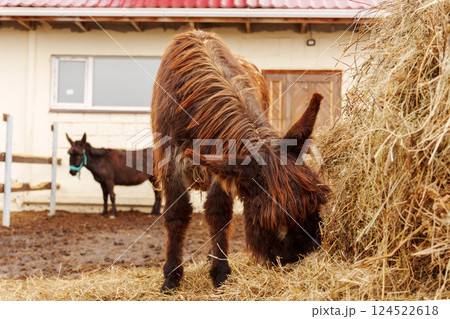 Horses and Donkeys Enjoying Fresh Hay at a Farm in Early Morning Horses and Donkeys Enjoying Fresh Hay at a Farm in Early Morning 124522618