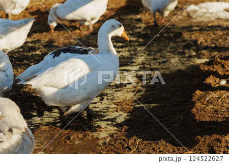 Geese foraging on a sunny farm at midday, showcasing their natural behavior in a rustic setting 124522627