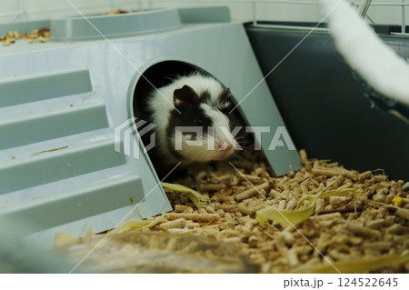 Guinea pig is intently exploring its cage, nibbling on fresh vegetables and enjoying the warmth Guinea pig is intently exploring its cage, nibbling on fresh vegetables and enjoying the warmth 124522645