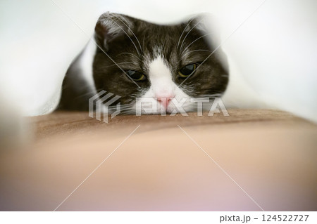 毛布の中の猫 毛布の中の猫 124522727
