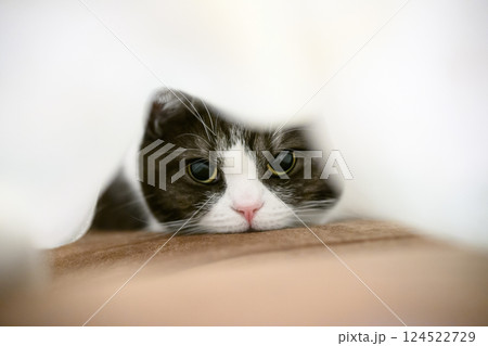 毛布の中の猫 124522729