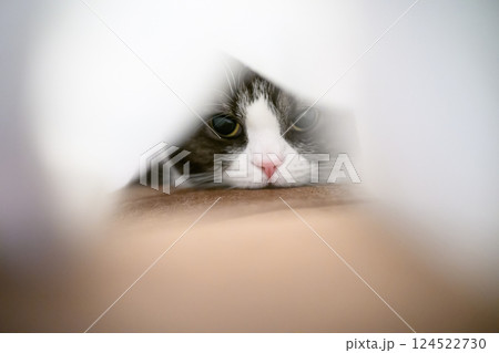 毛布の中の猫 124522730