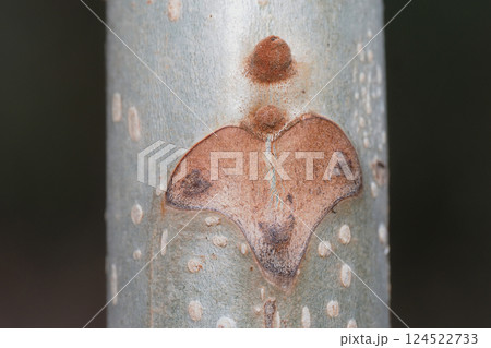 オニグルミの葉痕と冬芽 オニグルミの葉痕と冬芽 124522733