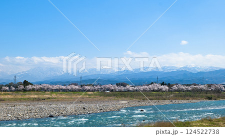 神通川右岸に続く塩の千本桜と神通川の流れ 124522738