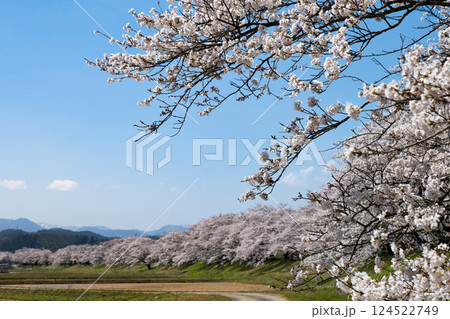神通川さくら堤の遙かに続く田園風景 124522749