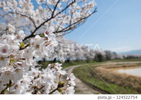 神通川さくら堤遠くに続く桜並木と田園風景 124522754