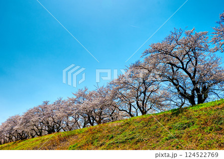 神通川さくら堤 見上げる桜並木HDRトーンマッピング 神通川さくら堤 見上げる桜並木HDRトーンマッピング 124522769