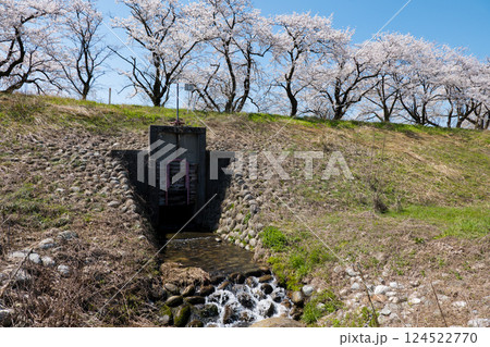 神通川さくら堤　見上げる桜並木と水門 124522770