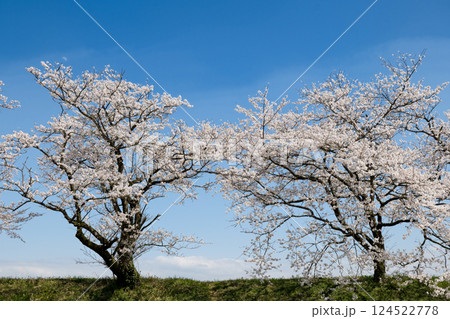 神通川さくら堤2本の桜の木と月 124522778