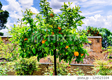 Tree with ripe oranges in the gardens of the Alhambra, Granada	 124523104