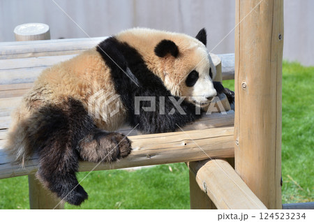 遊具の上でくつろぐ海浜 124523234