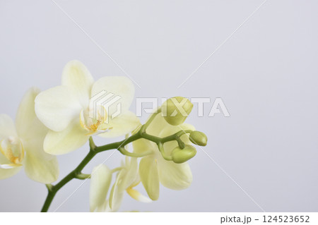 胡蝶蘭 胡蝶蘭 124523652