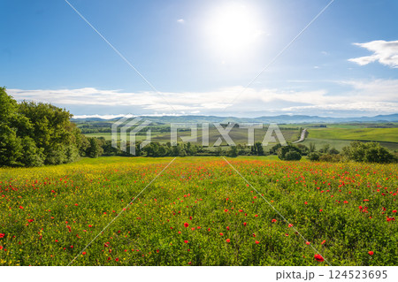 Tuscany's rolling hills bloom with vibrant wildflowers under a bright, sunny sky 124523695