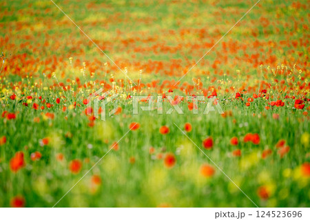 Tuscany field, vibrant poppies, blurred background. Tuscany field, vibrant poppies, blurred background. 124523696