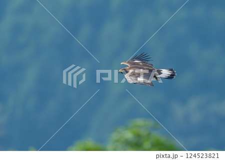 青い山並みをバックに颯爽と飛ぶイヌワシ幼鳥 124523821