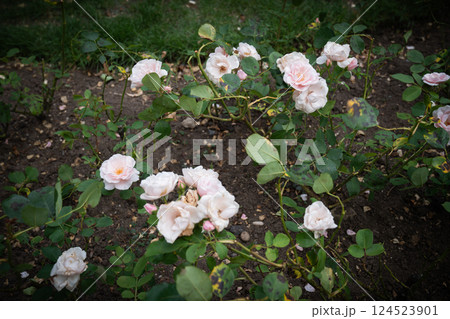 These pale English pink roses, often found in home gardens across England, captivate with their layered textures and classic beauty. 124523901