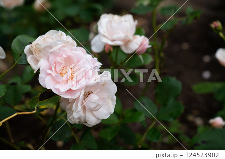 These pale English pink roses, often found in home gardens across England, captivate with their layered textures and classic beauty. 124523902