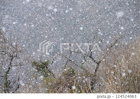 雪降る冬の森 124524063